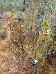 Dracophyllum oliveri