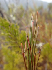 Dracophyllum oliveri