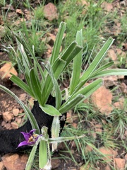 Xerophyta purpurascens