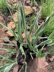 Xerophyta purpurascens