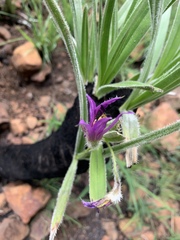Xerophyta purpurascens