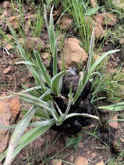 Xerophyta purpurascens