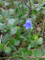 Campanula dasyantha
