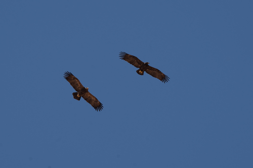 Steppe Eagle