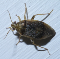 Agnocoris