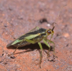 Orthotylus