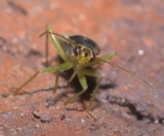 Orthotylus