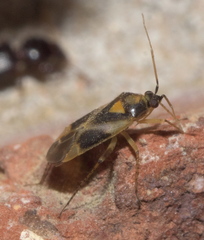 Orthotylus