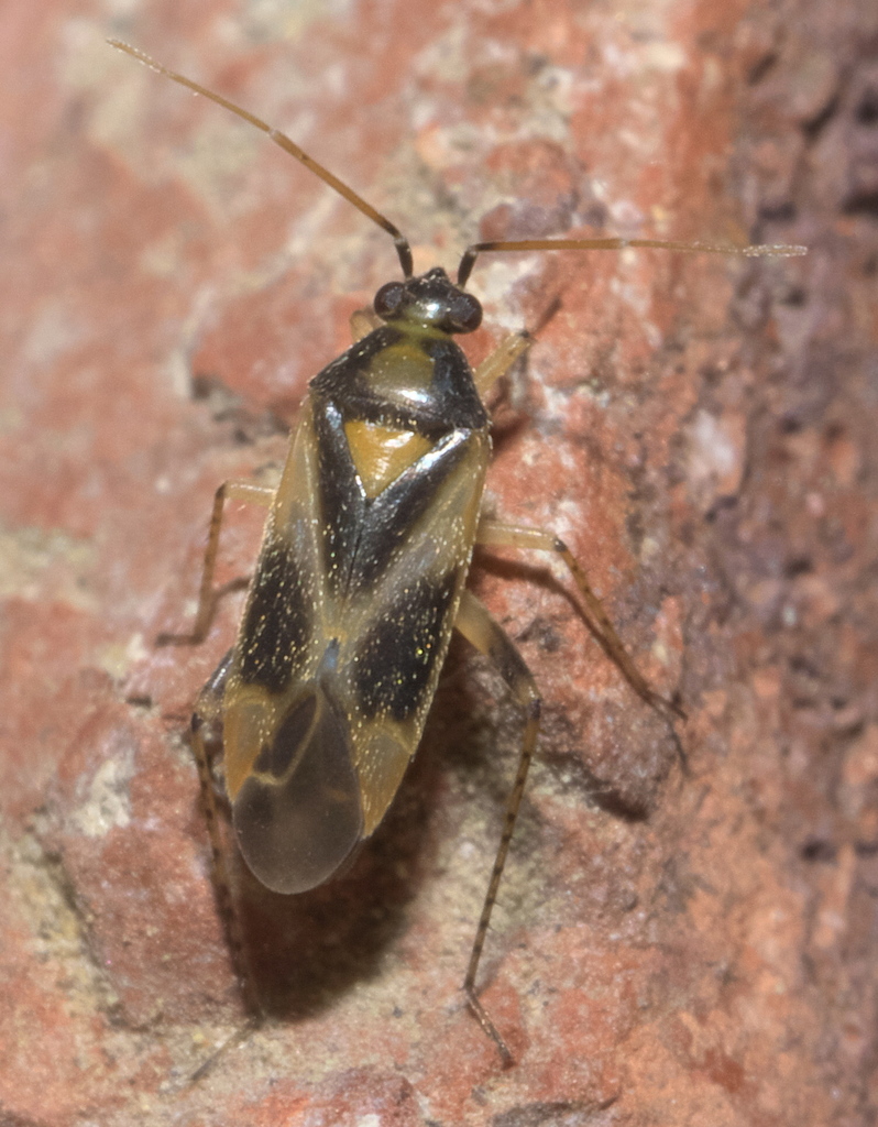 obscure plant bug