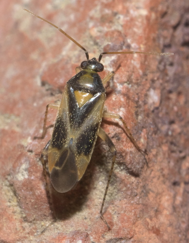 obscure plant bug