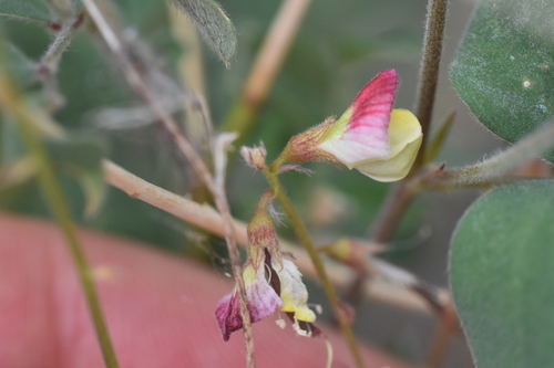 Coursetia caribaea var. sericea
