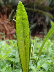 Rumex neglectus