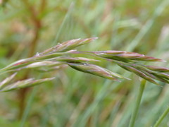 Festuca matthewsii