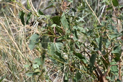 Mirabilis À Longues Fleurs (Mirabilis longiflora)