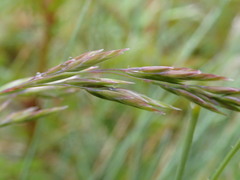 Festuca matthewsii