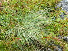 Festuca matthewsii