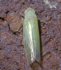Typhlocybini
