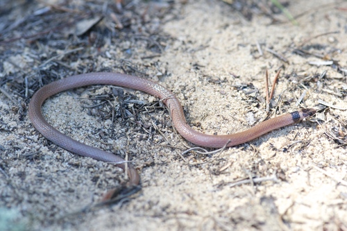 Southeastern Crowned Snake