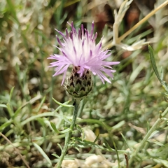 Centaurea ambigua, photograph (c) Stefan Wolmarans, some rights reserved (CC BY)