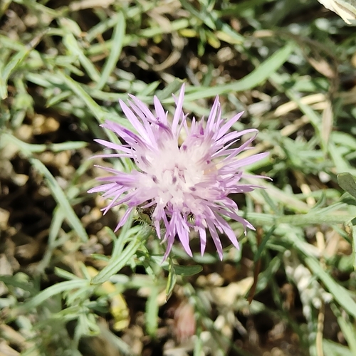 Centaurea ambigua, photograph 5