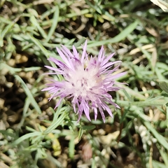 Centaurea ambigua, photograph (c) Stefan Wolmarans, some rights reserved (CC BY)