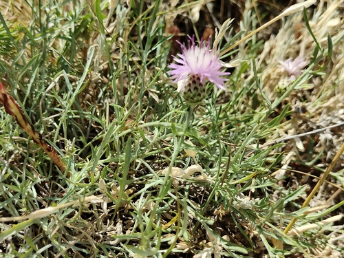 Centaurea ambigua, photograph 6