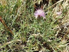 Centaurea ambigua, photograph (c) Stefan Wolmarans, some rights reserved (CC BY)