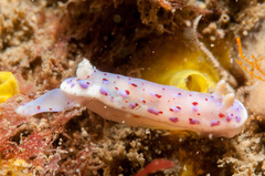 Goniobranchus thompsoni