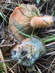 Lactarius semisanguifluus
