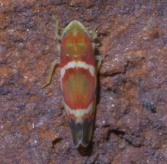 Erythroneura vitis