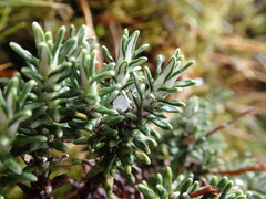 Celmisia ramulosa ramulosa