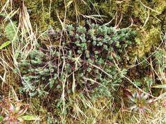 Celmisia ramulosa ramulosa