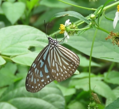 Ideopsis vulgaris macrina