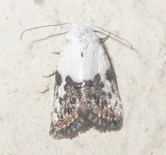 Eublemma bipartita