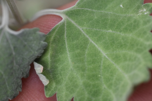 Salvia pinguifolia, photograph 6