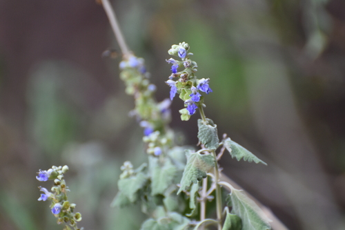 Salvia pinguifolia, photograph 5