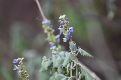 author not stated, no rights reserved Salvia pinguifolia, photograph author not stated, no rights reserved