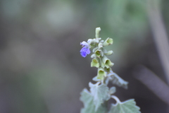 author not stated, no rights reserved Salvia pinguifolia, photograph author not stated, no rights reserved