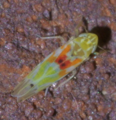 Erythroneura octonotata