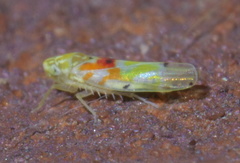 Erythroneura octonotata