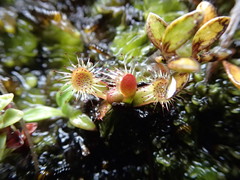 Drosera stenopetala