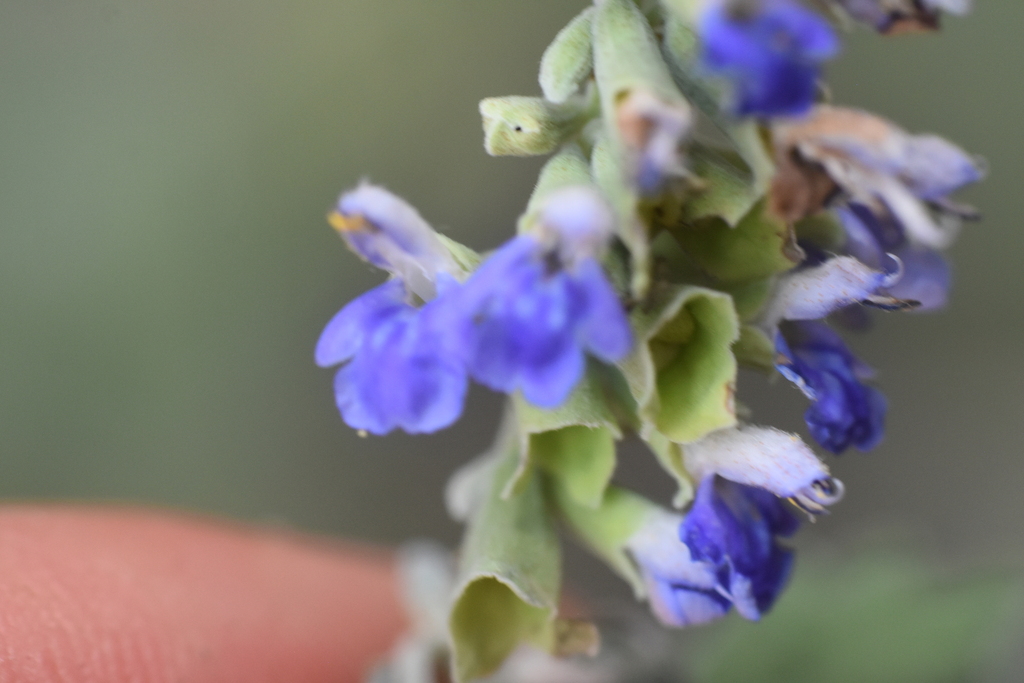 Salvia pinguifolia; photograph author not stated, no rights reserved