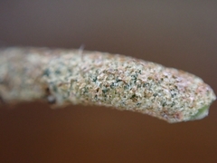 Elaeagnaceae