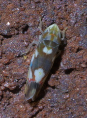 Erythroneura elegans
