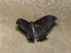 Cyclidia orciferaria