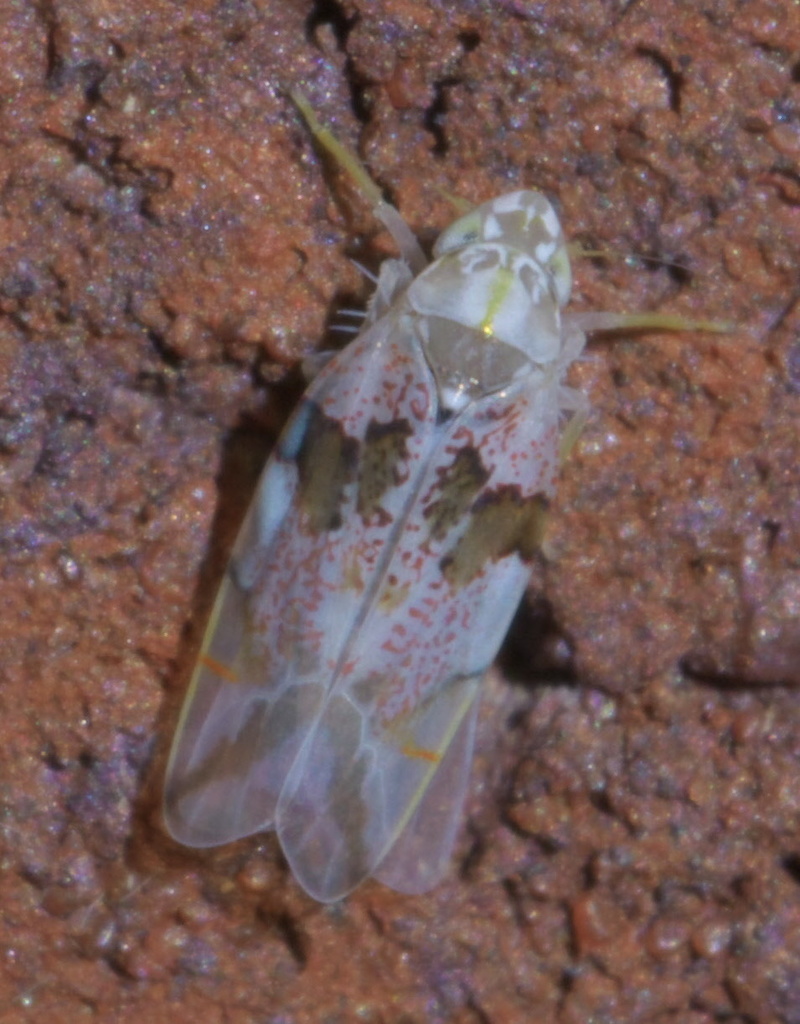 Hymetta balteata
