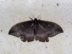 Cyclidia orciferaria