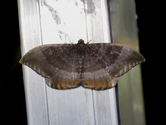 Cyclidia orciferaria