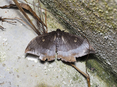 Cyclidia orciferaria