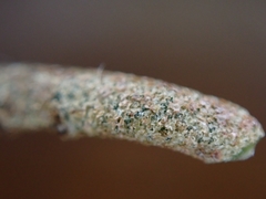 Elaeagnaceae